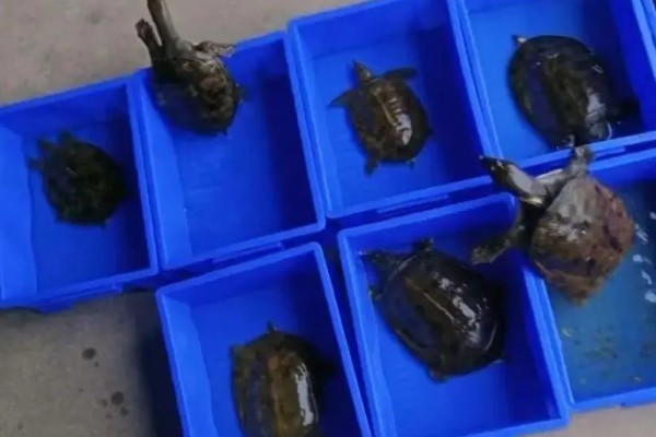 甲鱼运输时要怎么做，运输前2-3天需停止喂食