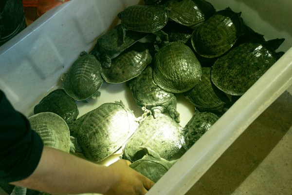 甲鱼运输时要怎么做，运输前2-3天需停止喂食