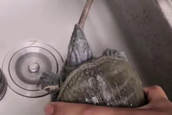 甲鱼运输时要怎么做，运输前2-3天需停止喂食