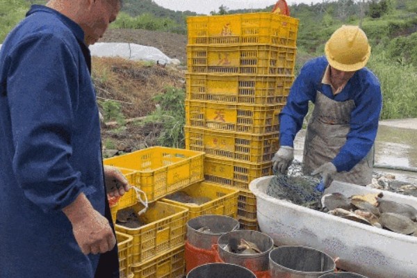 甲鱼运输时要怎么做，运输前2-3天需停止喂食