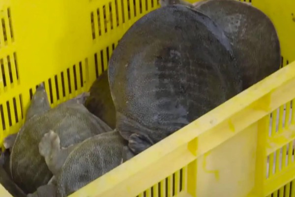 甲鱼运输时要怎么做，运输前2-3天需停止喂食