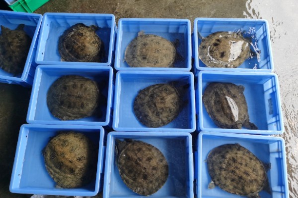 甲鱼运输时要怎么做，运输前2-3天需停止喂食