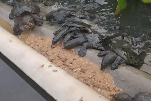 甲鱼运输时要怎么做，运输前2-3天需停止喂食