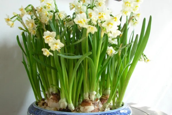 水仙花简介,整株均含有毒性