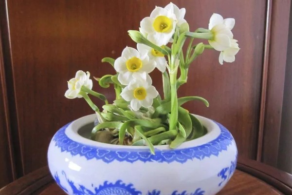 水仙花简介,整株均含有毒性