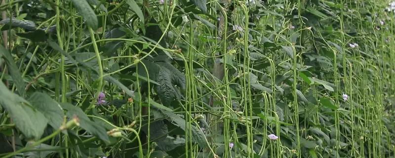 六月份能种豇豆吗，豇豆六月份能种植