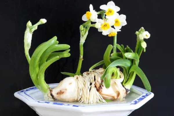 水仙花简介,整株均含有毒性