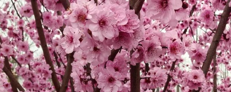 美人梅有什么花语，代表心只属于你