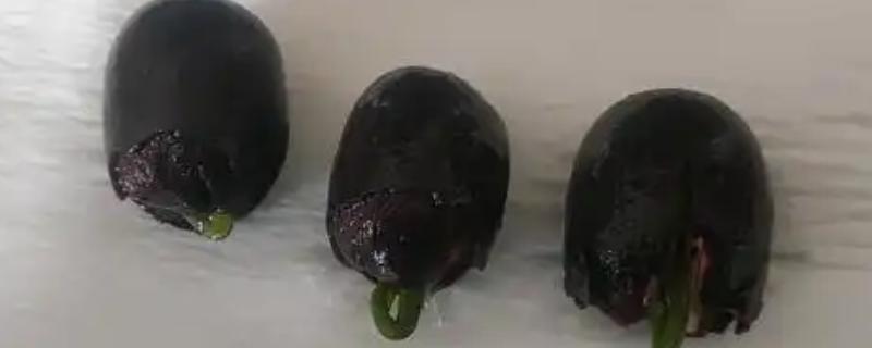 莲子种多长时间才会开花，春季种植仅需50-60天左右