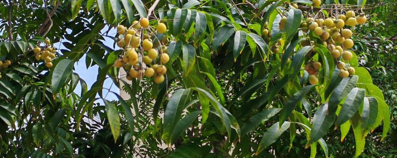 无患子树的果实有什么作用，具有去污、制做化妆品和工艺品等用途