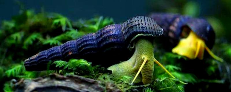 橙兔螺能否和鱼养在一起，适合与习性相近的鱼类混养