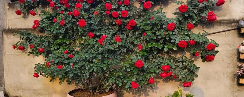 爬藤月季在什么时间移植，通常在冬季的12-2月之间进行