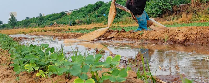 节水抗旱的栽培措施，常见的有增施有机肥、深耕深松等