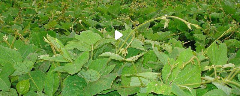 葛根的种植前景，种植前景还是很不错的