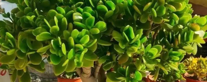 玉树有多少个品种，玉树有十多个品种