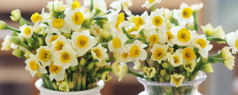 水仙花简介，整株均含有毒性