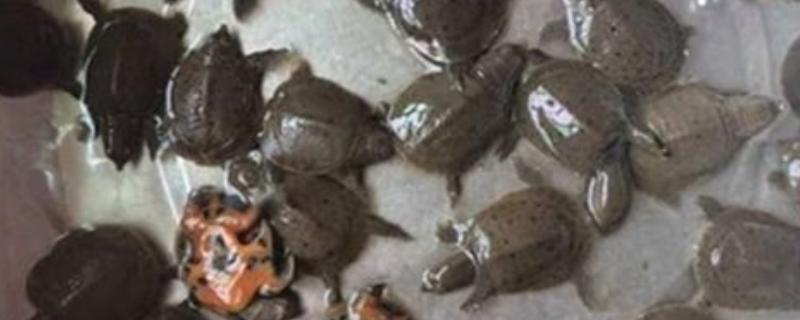 甲鱼运输时要怎么做，运输前2-3天需停止喂食