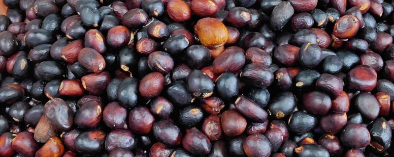 苹婆种子如何种植，播种前放入百菌清药剂中泡种