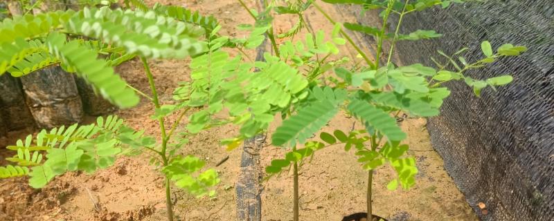 凤凰树的开花时间，在6月份到7月份绽放