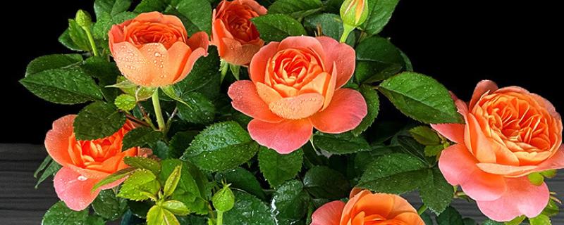 盆栽月季怎么施肥，肥料要埋在花盆边缘