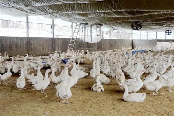 鹅霍乱如何防治,发现病鹅要及时隔离