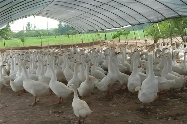 鹅霍乱如何防治,发现病鹅要及时隔离