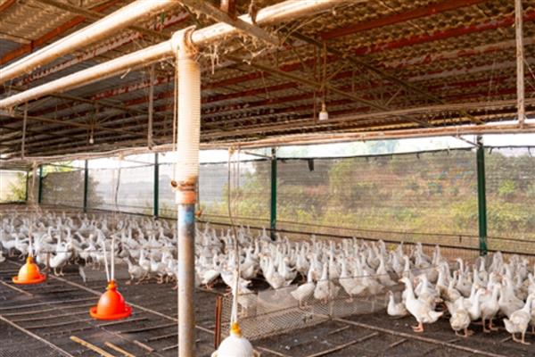 鹅霍乱如何防治,发现病鹅要及时隔离