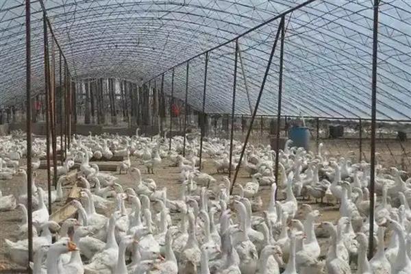 鹅霍乱如何防治,发现病鹅要及时隔离