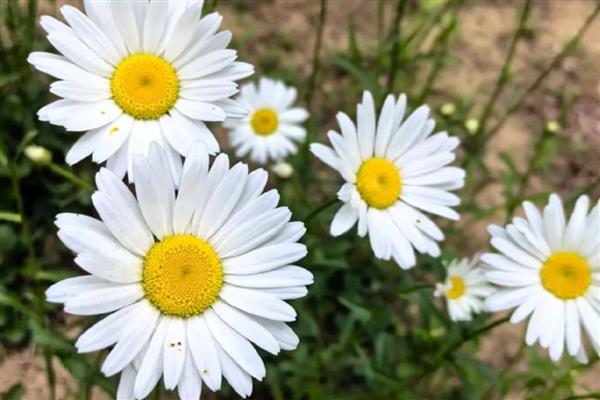 雏菊的花语,寓意天真、单纯等