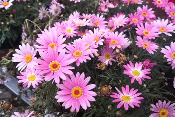 雏菊的花语,寓意天真、单纯等