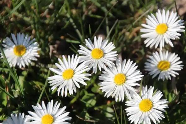 雏菊的花语,寓意天真、单纯等