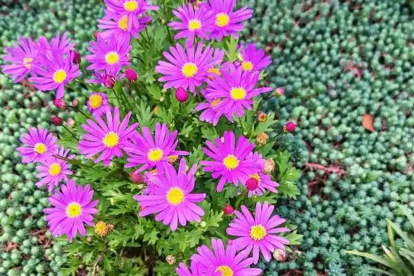 雏菊的花语,寓意天真、单纯等