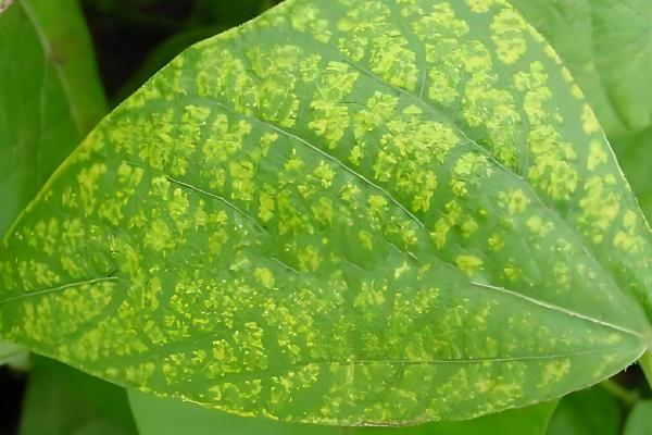 菜豆病毒病的症状，豆荚会产生黄色斑点