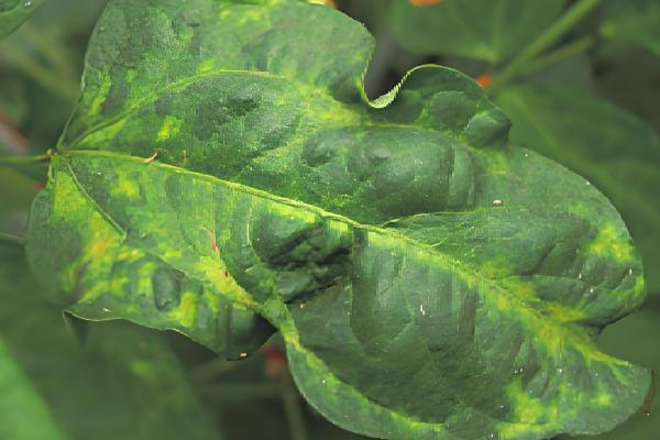 菜豆病毒病的症状，豆荚会产生黄色斑点