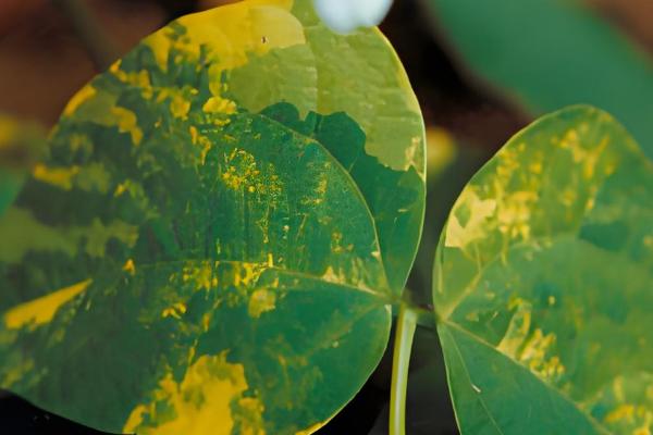 菜豆病毒病的症状，豆荚会产生黄色斑点