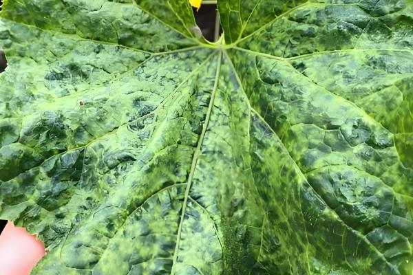 菜豆病毒病的症状，豆荚会产生黄色斑点