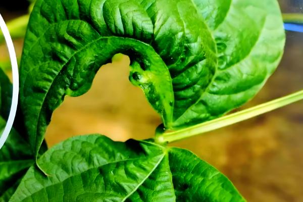 菜豆病毒病的症状，豆荚会产生黄色斑点