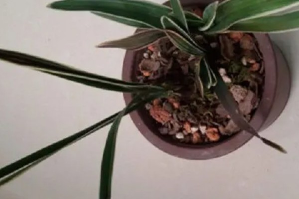 兰花叶子发黑干枯的原因,可能是光照过强所致