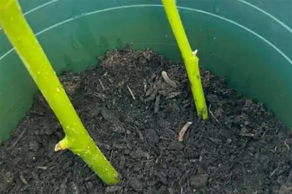 白兰花扦插生根的时间，可以在春秋进行