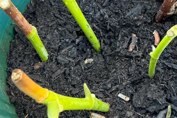 白兰花扦插生根的时间，可以在春秋进行