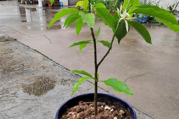 白兰花扦插生根的时间，可以在春秋进行