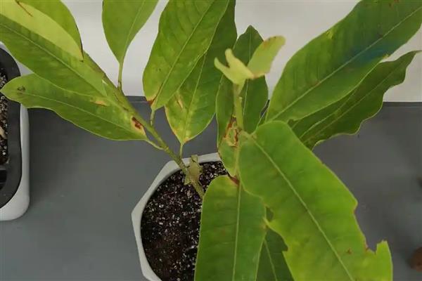 白兰花扦插生根的时间，可以在春秋进行