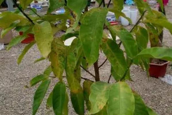 白兰花扦插生根的时间，可以在春秋进行