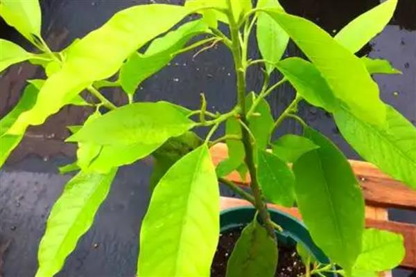 白兰花扦插生根的时间，可以在春秋进行