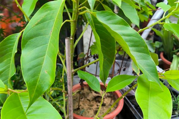 白兰花扦插生根的时间，可以在春秋进行