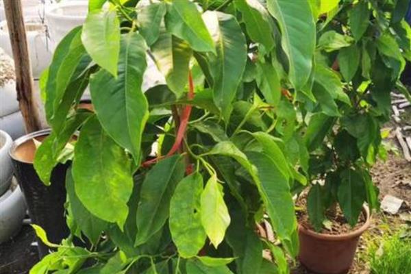 白兰花扦插生根的时间，可以在春秋进行