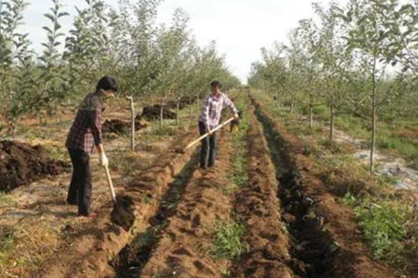 苹果根外追肥的优点,其发挥作用更快