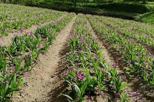 白芨的高产栽培技术，种植温度保持18到20度左右