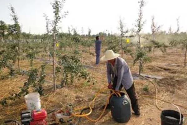 苹果根外追肥的优点,其发挥作用更快