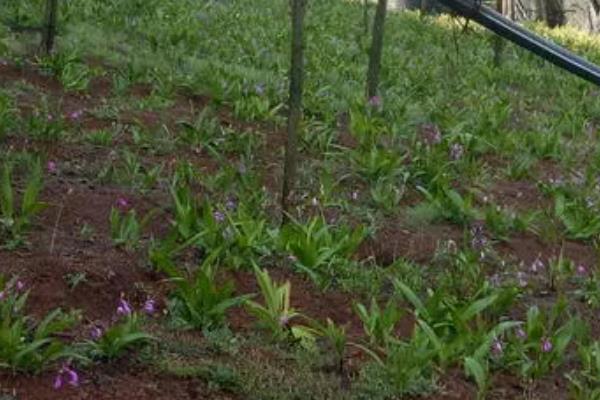 白芨的高产栽培技术，种植温度保持18到20度左右